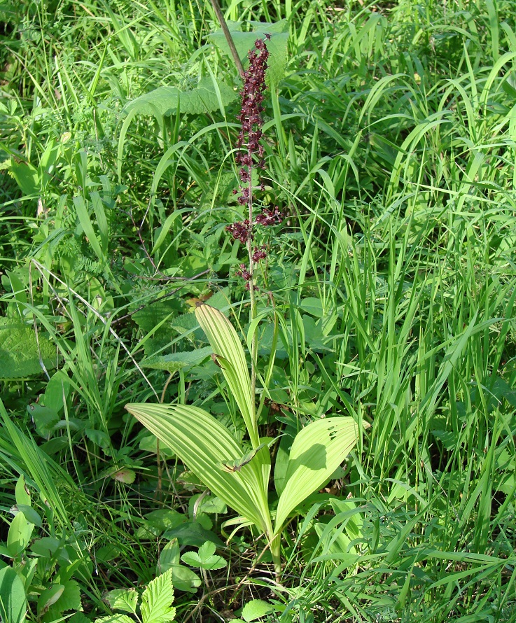 Image of Veratrum nigrum specimen.