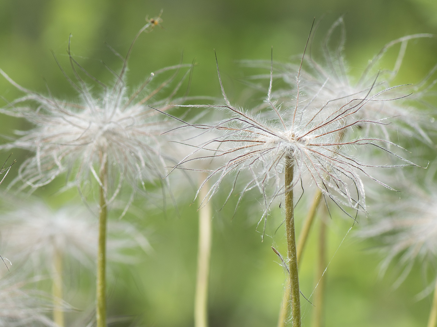 Image of Pulsatilla uralensis specimen.