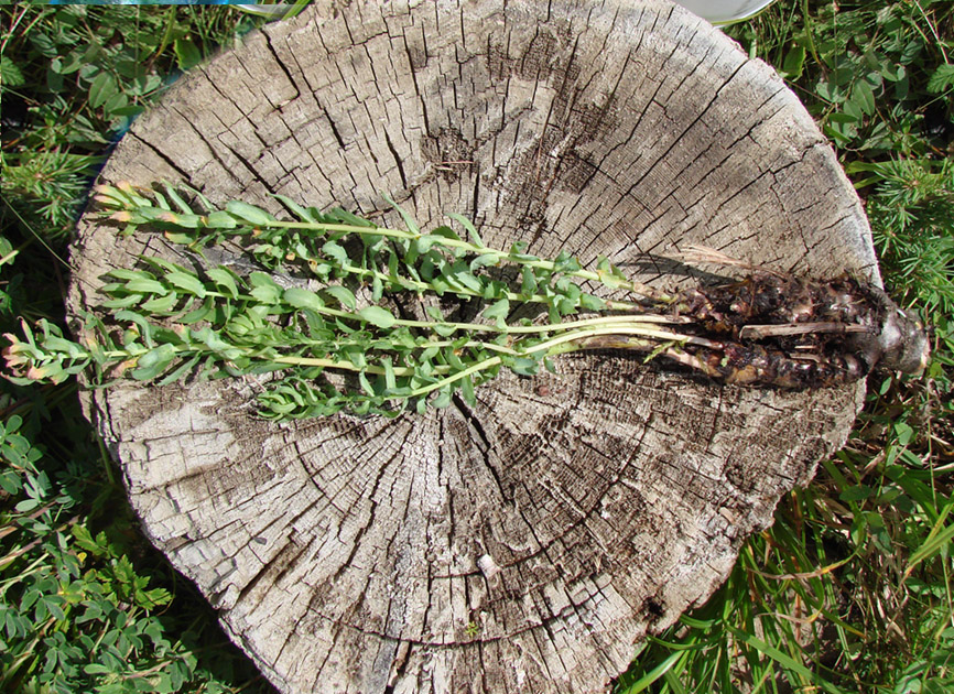 Image of Rhodiola rosea specimen.