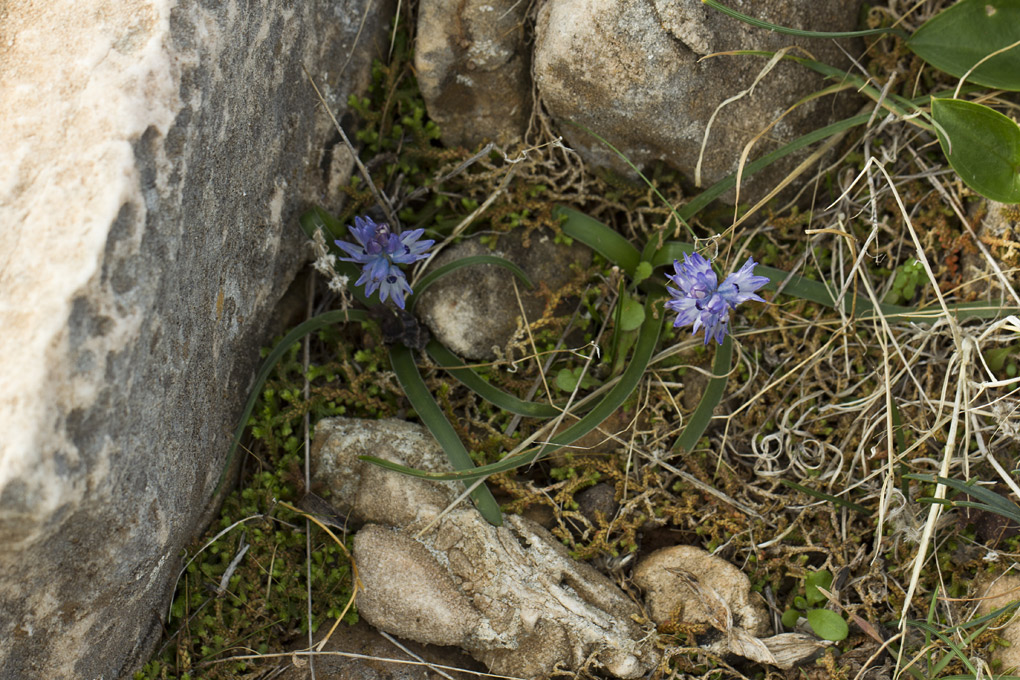 Image of Bellevalia hyacinthoides specimen.