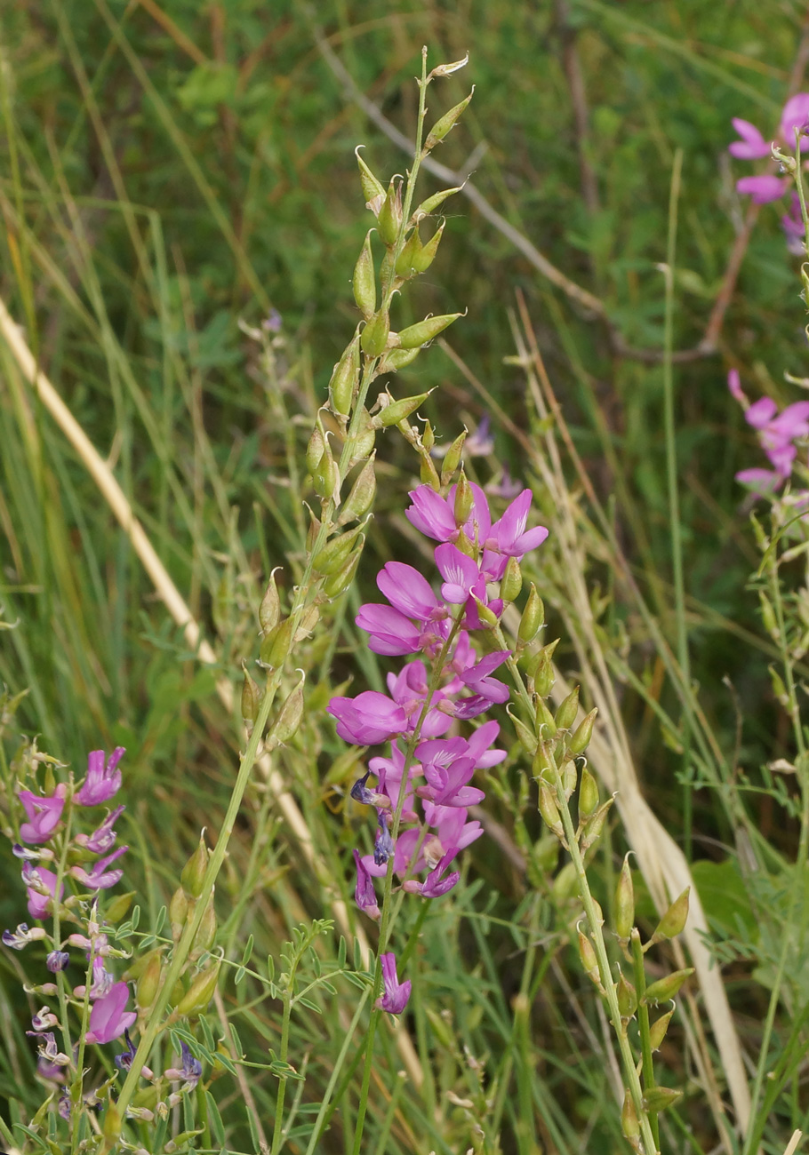 Изображение особи Astragalus macropterus.