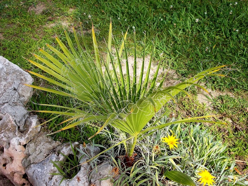 Image of Washingtonia filifera specimen.