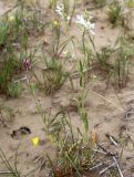 Strigosella grandiflora
