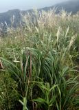 Miscanthus sinensis. Цветущие растения. Приморье, Хасанский р-н, п-ов Гамова, мыс Гамова, луговой склон. 28.08.2015.