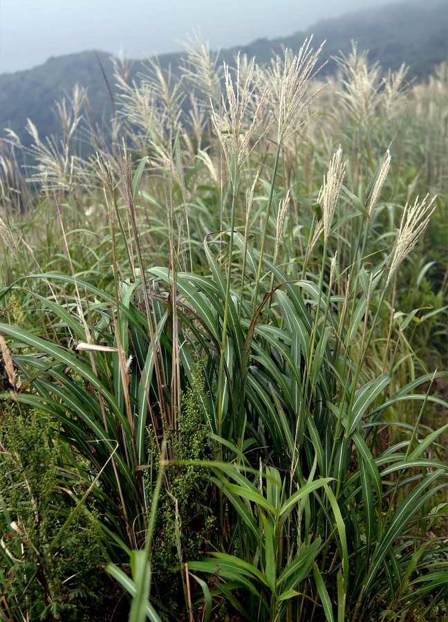 Изображение особи Miscanthus sinensis.