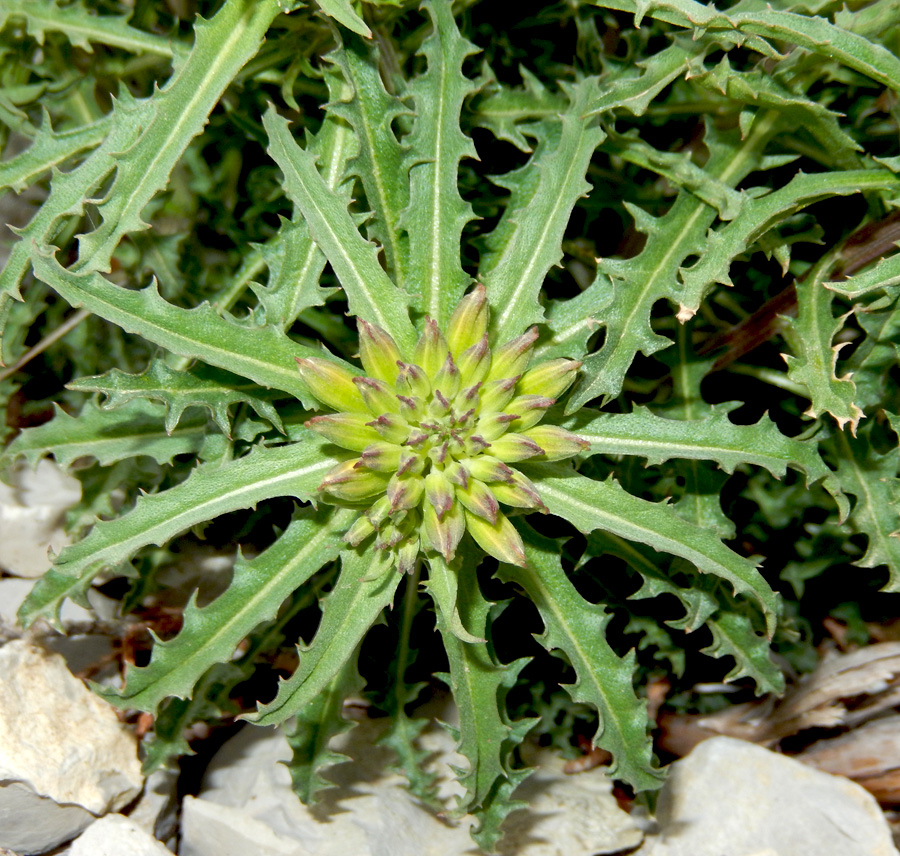 Image of Erysimum callicarpum specimen.
