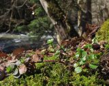 Sedum stoloniferum. Вегетирующее растение с остатками прошлогодних высохших генеративных побегов. Адыгея, Майкопский р-н, окр. пос. Хамышки, склон горы Чёрный Шахан, берег р. Киша, ≈ 750 м н.у.м., буково-пихтовый лес. 08.03.2016.