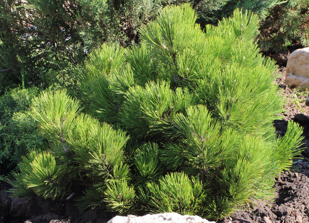 Изображение особи Pinus leucodermis.