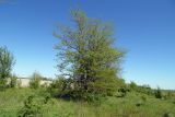 Gleditsia triacanthos