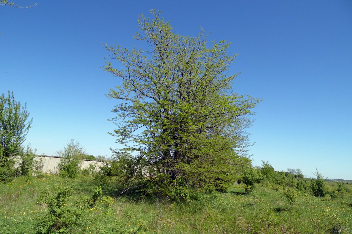 Image of Gleditsia triacanthos specimen.