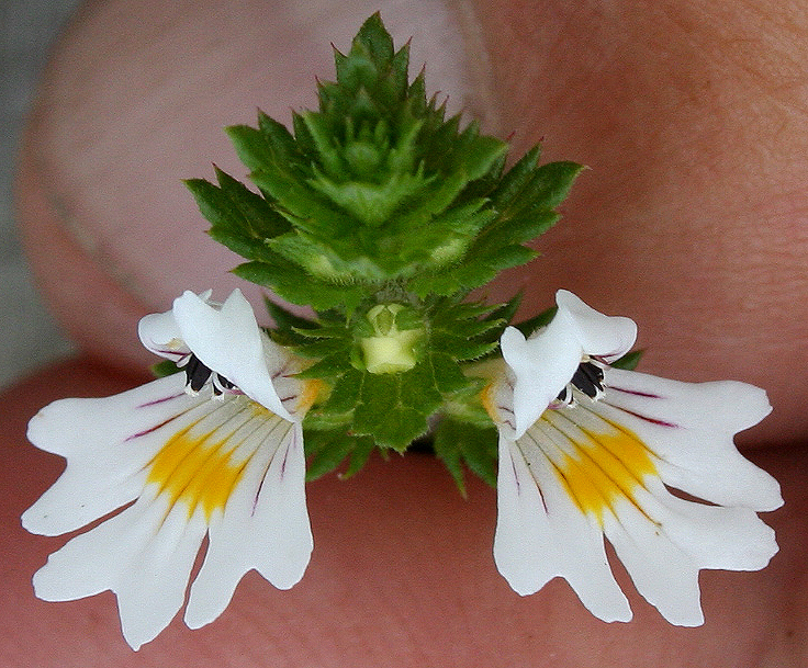 Image of Euphrasia rostkoviana specimen.
