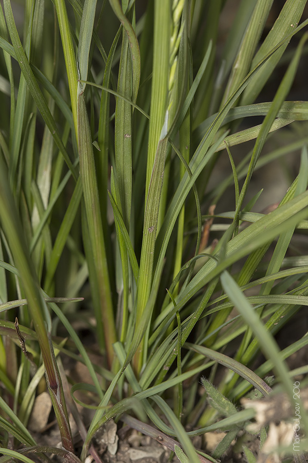 Изображение особи Poa bulbosa ssp. vivipara.