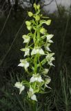 Platanthera chlorantha