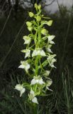 Platanthera chlorantha. Соцветие. Крым, окр. Феодосии, хр. Тепе-Оба, нарушенная степь в междурядьях искусственного леса из сосны крымской с примесью лиственных деревьев и кустарников. 10 мая 2016 г.