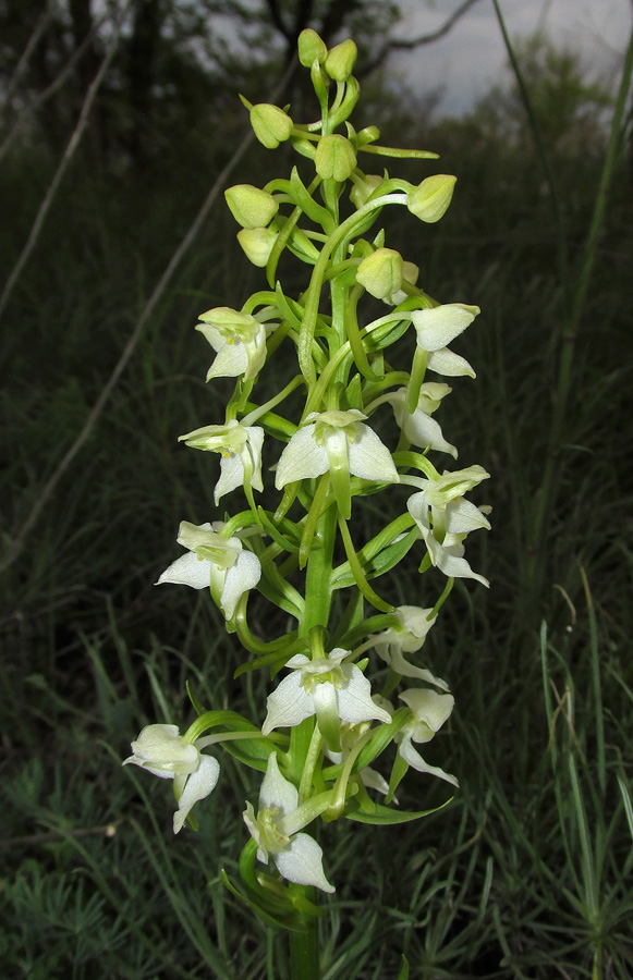 Изображение особи Platanthera chlorantha.