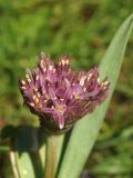 Allium assadii