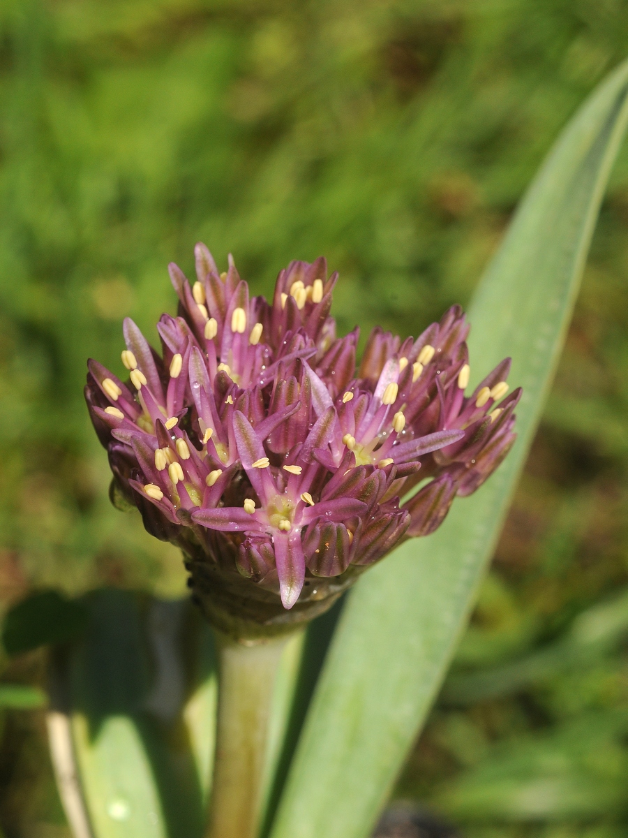 Изображение особи Allium assadii.