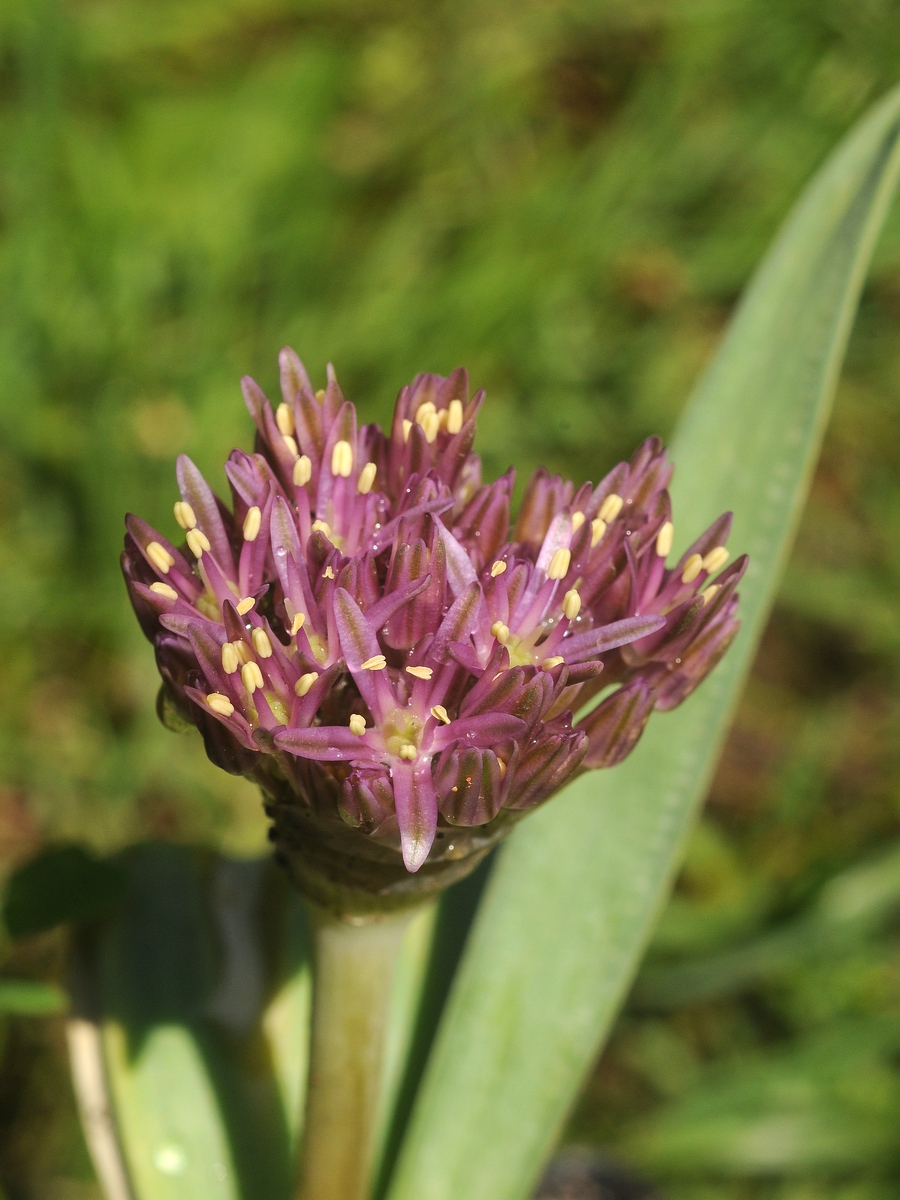 Image of Allium assadii specimen.