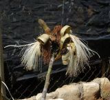 Pseudobombax ellipticum