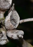 Hakea orthorrhyncha