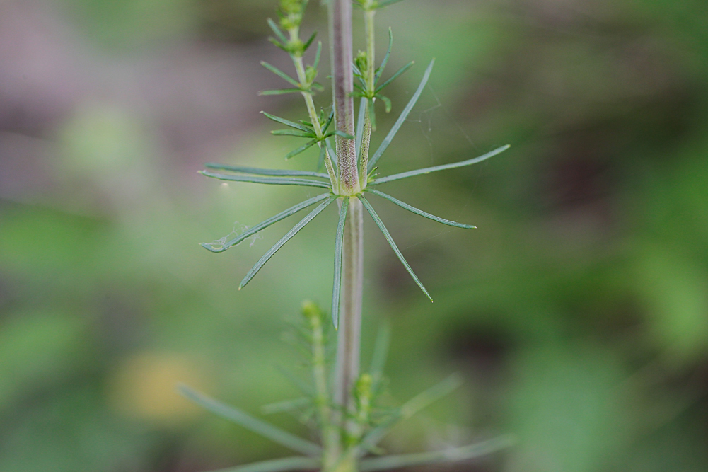 Изображение особи Galium verum.