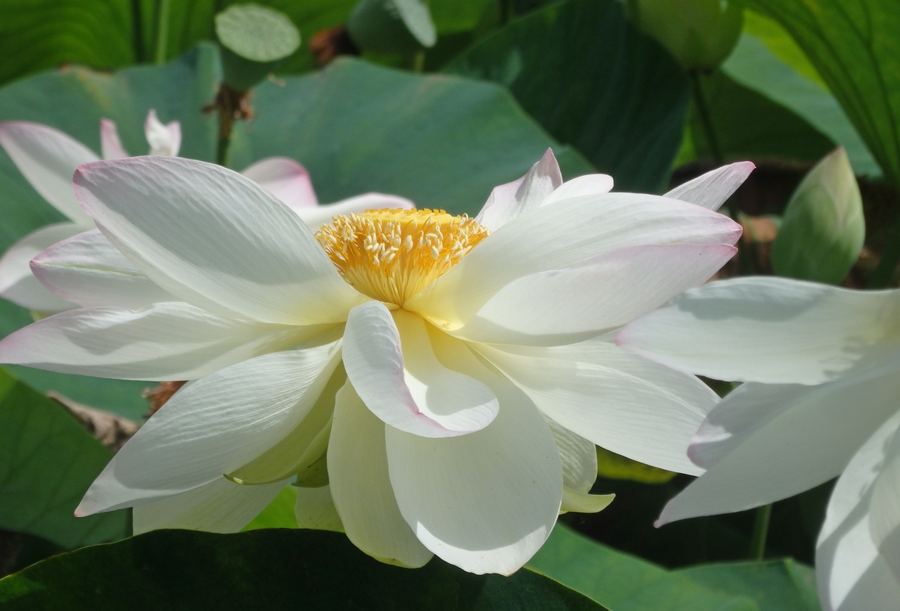 Image of Nelumbo caspica specimen.