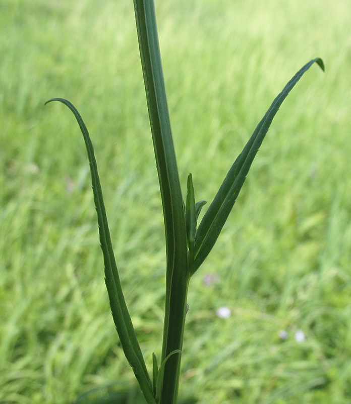 Image of Campanula persicifolia specimen.