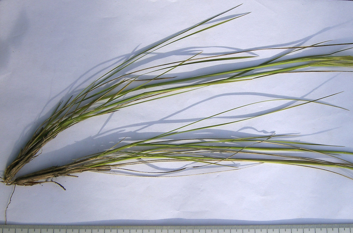 Image of Stipa pennata specimen.