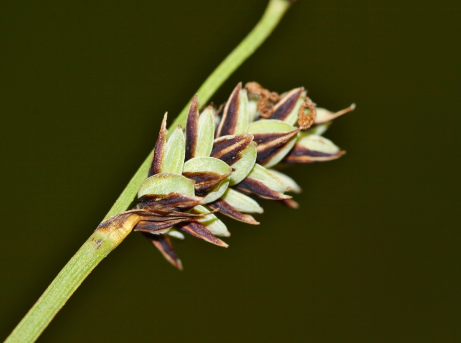 Изображение особи Carex meyeriana.