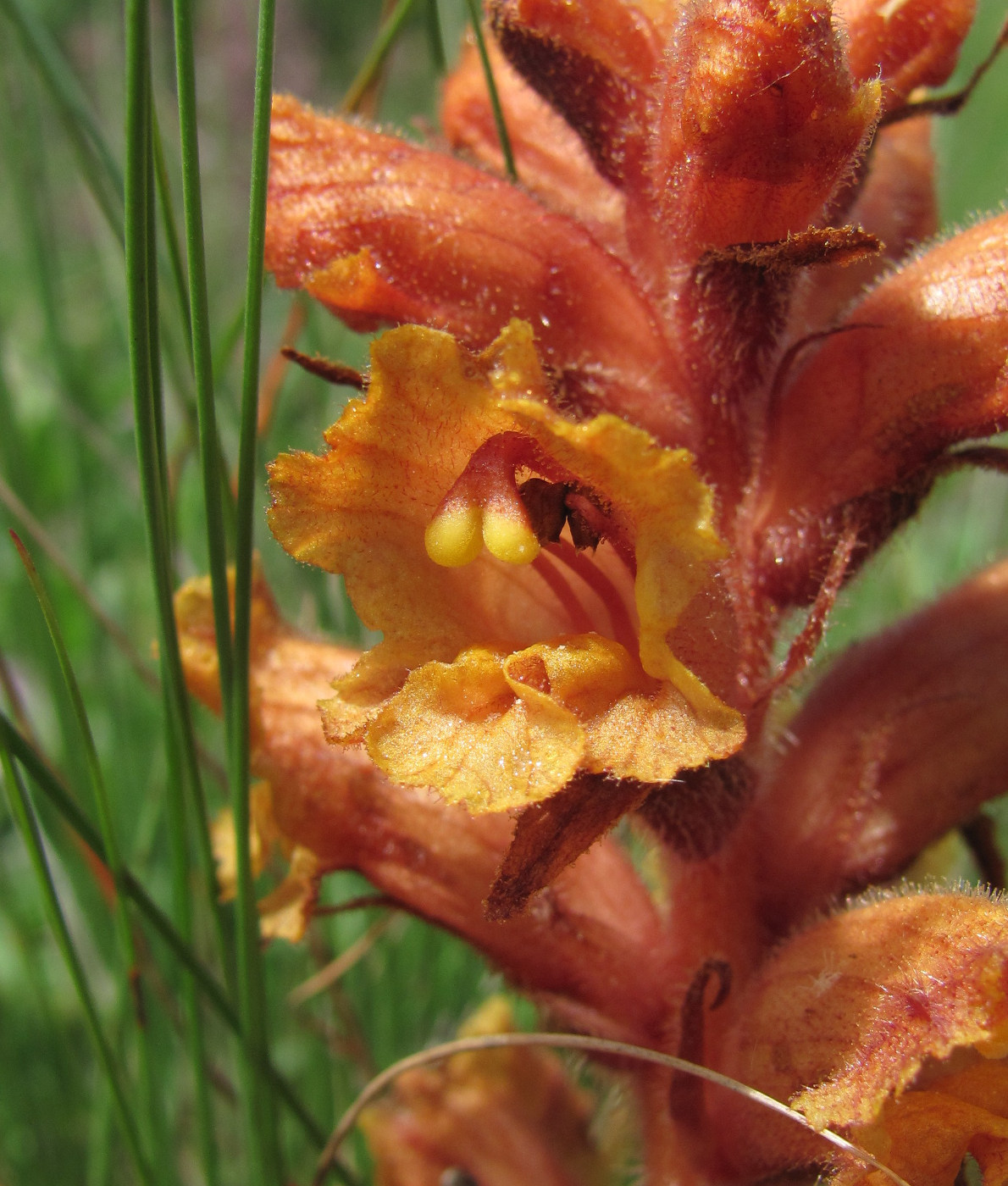 Изображение особи Orobanche alba ssp. xanthostigma.