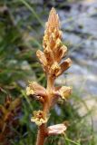 Orobanche laxissima