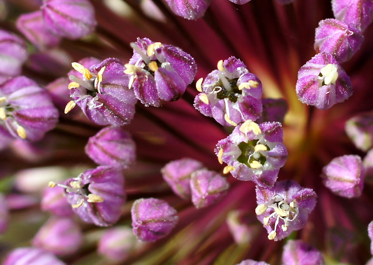 Image of Allium ampeloprasum specimen.