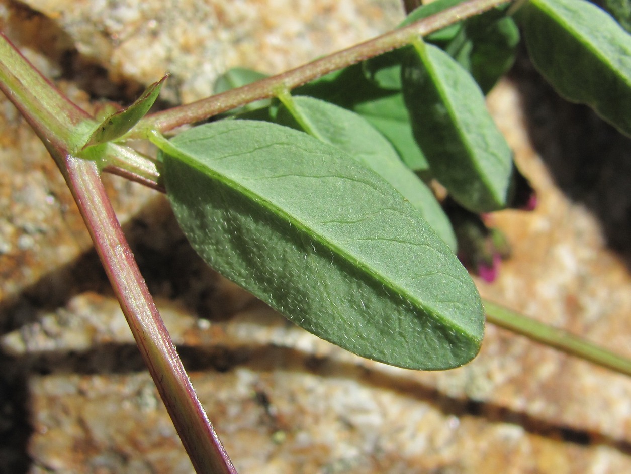 Изображение особи Astragalus brachytropis.