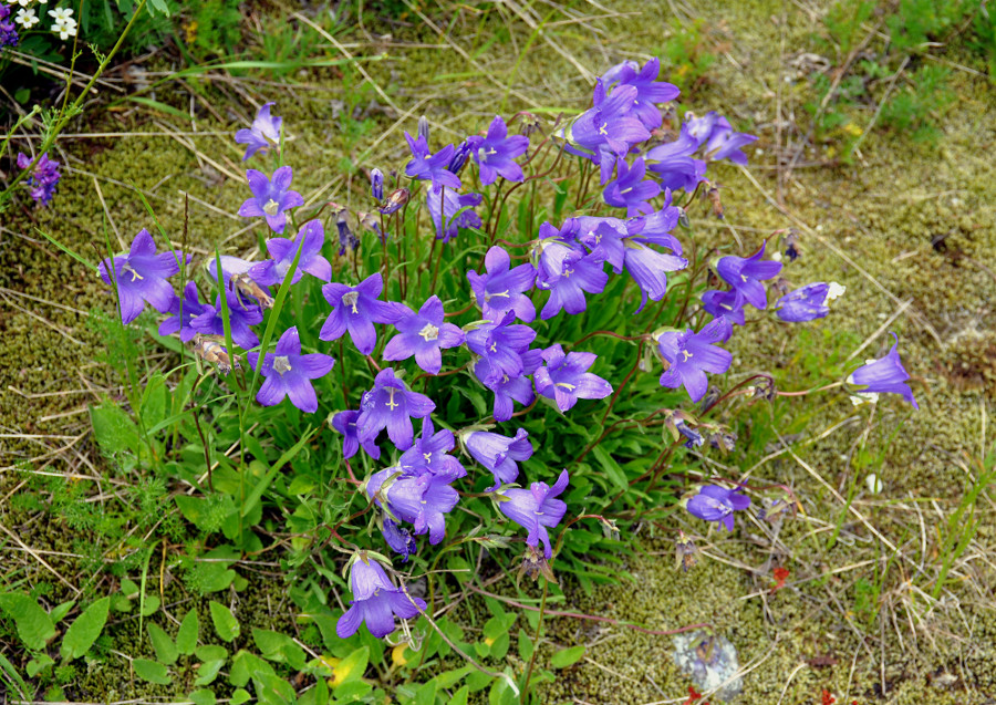 Изображение особи Campanula saxifraga.