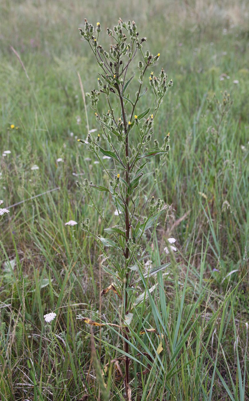 Image of Picris davurica specimen.