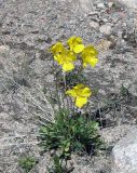Papaver croceum. Цветущее растение среди камней. Казахстан, Заилийский Алатау, Большое Алма-Атинское ущелье, около 2200 м н.у.м. Июнь 2009 г.