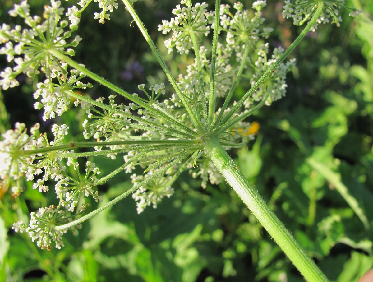 Image of Arafoe aromatica specimen.