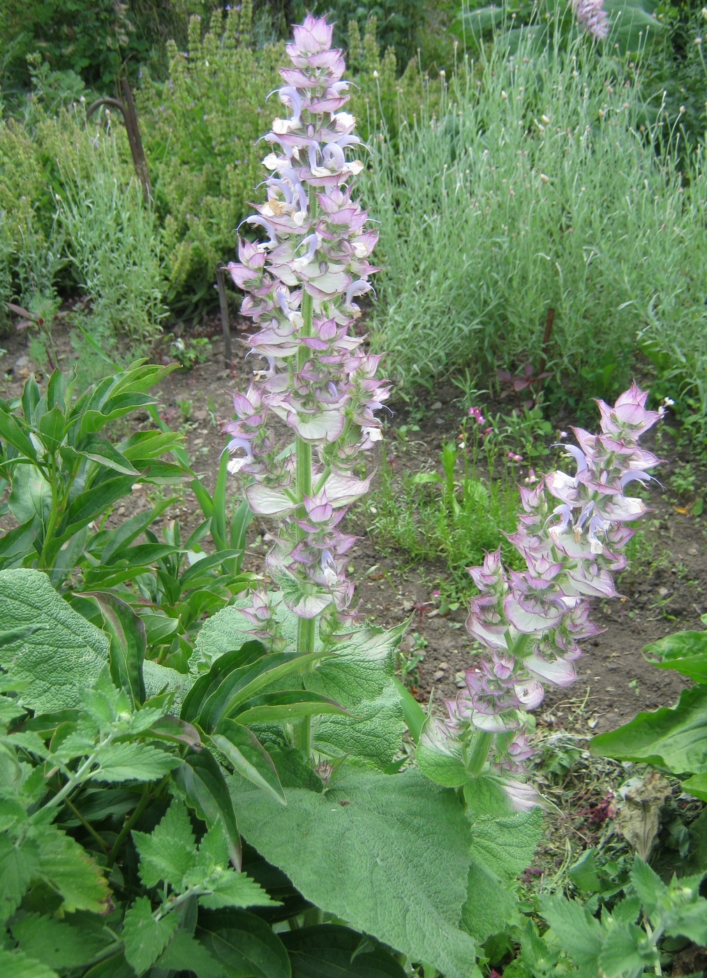 Изображение особи Salvia sclarea.