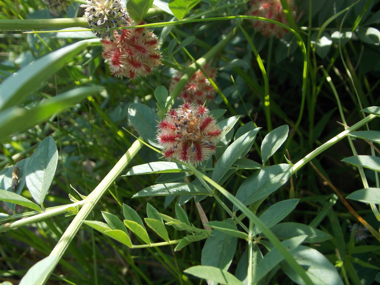 Изображение особи Glycyrrhiza echinata.