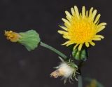 Sonchus oleraceus