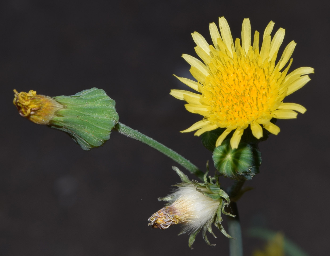 Изображение особи Sonchus oleraceus.