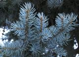 Picea pungens форма glauca. Верхушка ветви. Новосибирск, в культуре. 08.03.2010.