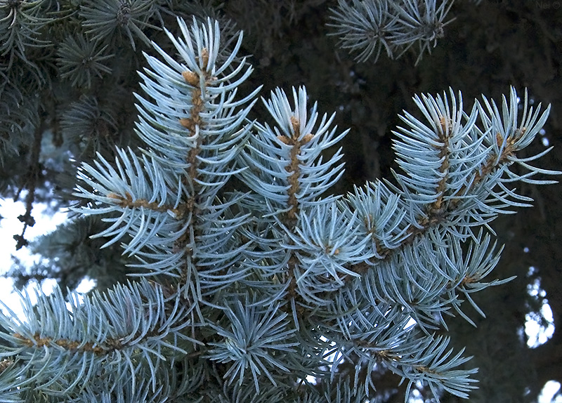 Изображение особи Picea pungens f. glauca.
