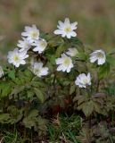 Anemone altaica