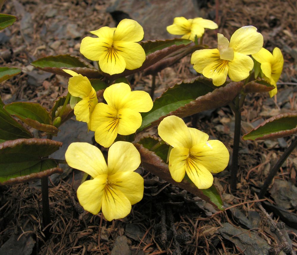 Image of Viola orientalis specimen.