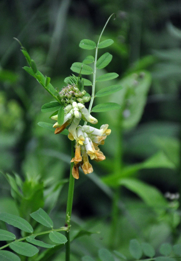 Image of Vicia balansae specimen.
