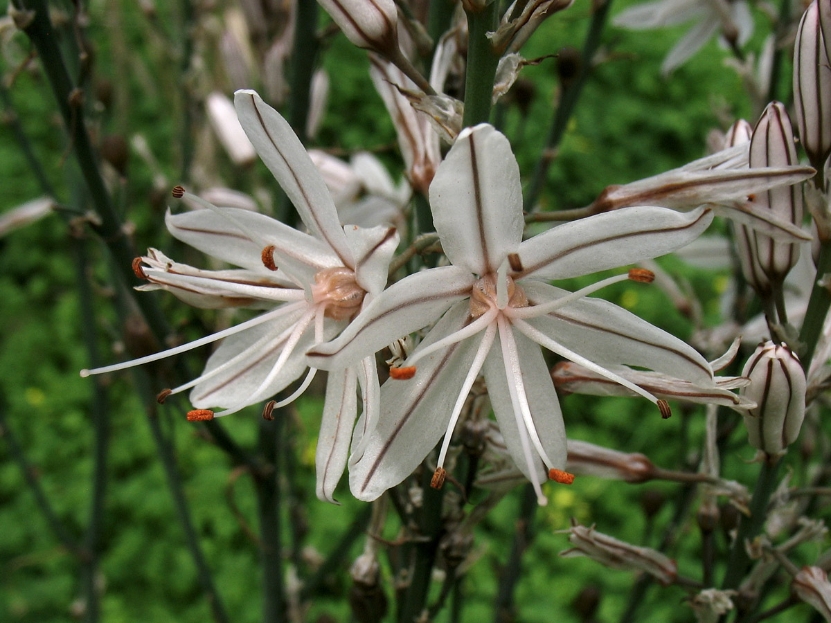 Image of Asphodelus ramosus ssp. distalis specimen.