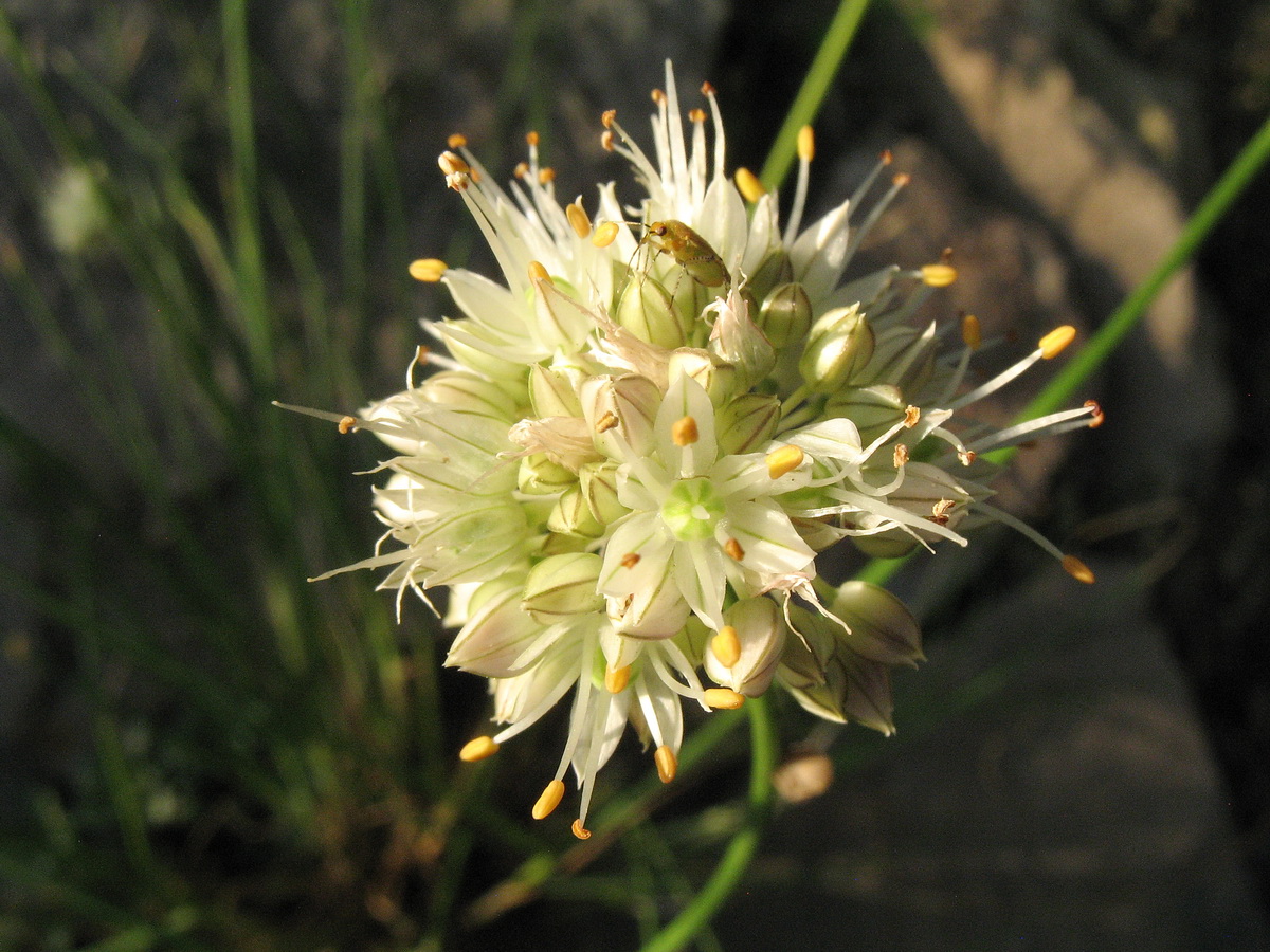 Image of Allium dshungaricum specimen.