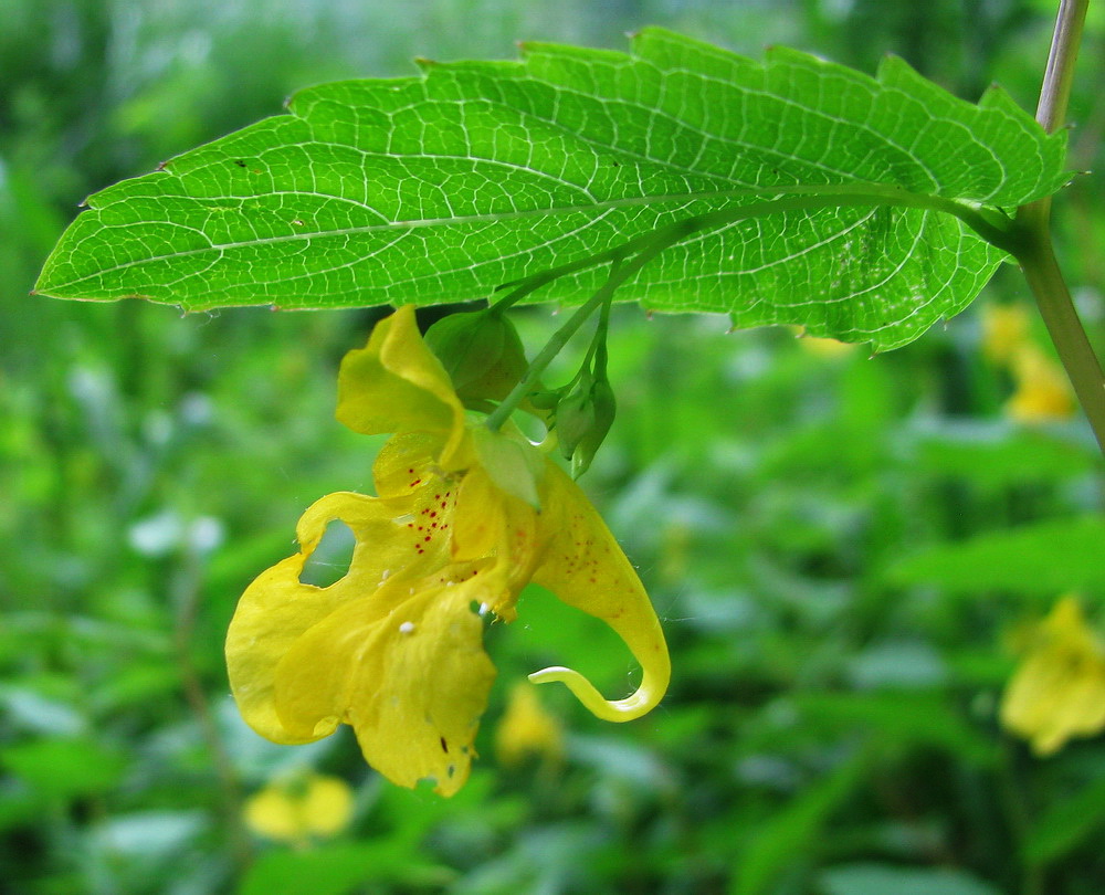 Изображение особи Impatiens noli-tangere.