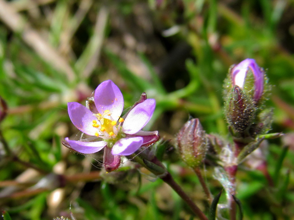 Изображение особи Spergularia rubra.